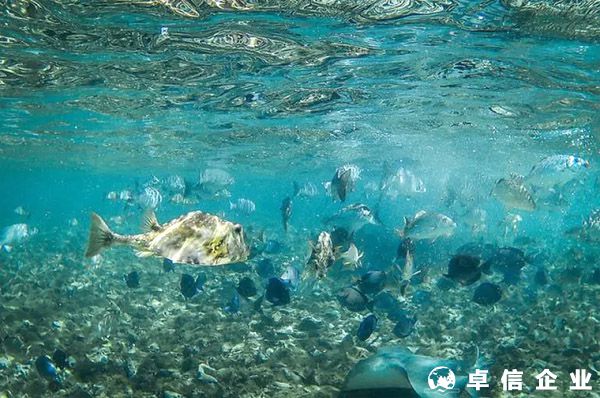 伯利茲IFSC牌照申請(qǐng)流程